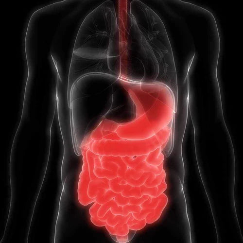 Myth Busting: Do Collagen Supplements Survive Stomach Acid?